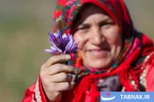 عکس: برداشت زعفران در تربت حیدریه