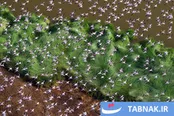 عکس: از چشم‌اندازهای عظیم تا جزئیات نامرئی