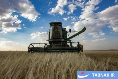 عکس: برداشت هزار هکتار گندم و جو دیم در اراضی کردستان