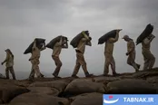 عکس: استخراج گوانو در پرو