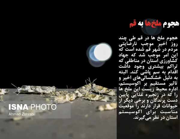 هجوم ملخ ها در قم طی چند روز اخیر موجب نارضایتی مردم در شهر قم شده است که این امر موجب شد که جهاد کشاورزی استان در مناطقی که تراکم بیشتری وجود داشت اقدام به سم پاشی کند. البته به دلیل خشکسالی&zwnj;های اخیر و تاثیر مستقیم بر اکوسیستم، اداره محیط زیست این ملخ ها را که در زنجیره غذایی پایین دست پرندگان و برخی دیگر از حیوانات قرار دارند را موقعیت مناسبت برای اکوسیستم استان در نظر می&zwnj;گیرند.
