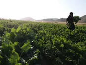 مزرعه چغندر قند / کمره سفلی اسلام آباد غرب