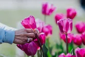 عکس: جشنواره گل‌های لاله در استرالیا