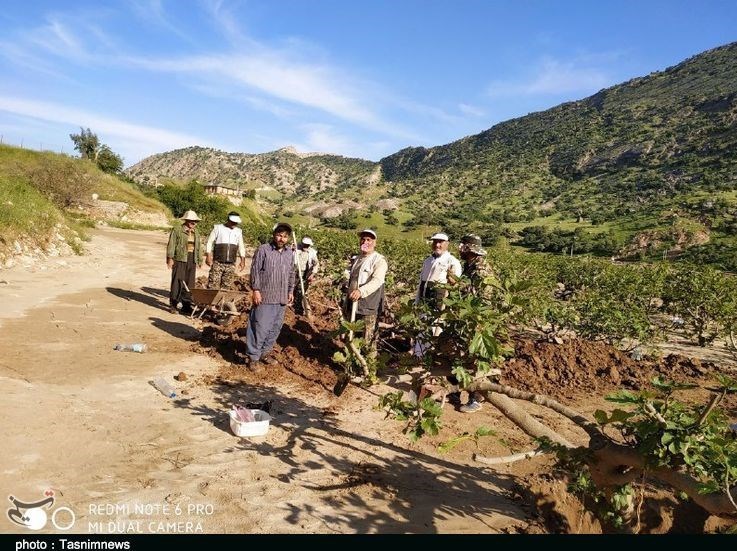 باغات انجیر