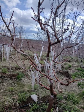 قندیل بستن درختان در بهار؛  روستای سرگیزه مراغه