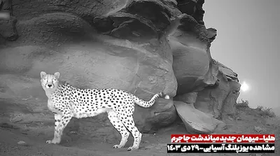 تصاویر باشکوه هلیا یوزپلنگ جدید ایرانی