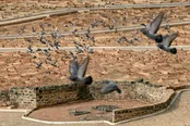 عکس: مدینه‌النبی؛ قصه‌ای از عشق و غربت