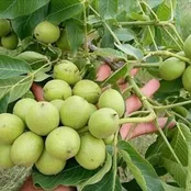 برداشت ۱۰ تن گردوی خشک در یک هکتار با کاشت نهال گردو