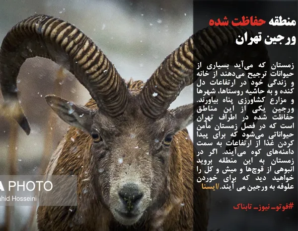 زمستان که می&zwnj;آید بسیاری از حیوانات ترجیح می&zwnj;دهند از خانه و زندگی خود در ارتفاعات دل کنده و به حاشیه روستاها، شهرها و مزارع کشاورزی پناه بیاورند. ورجین یکی از این مناطق حفاظت شده در اطراف تهران است که در فصل زمستان مأمن حیواناتی می&zwnj;شود که برای پیدا کردن غذا از ارتفاعات به سمت دامنه&zwnj;های کوه می&zwnj;آیند. اگر در زمستان به این منطقه بروید انبوهی از قوچ&zwnj;ها و میش و کل را خواهید دید که برای خوردن علوفه به ورجین می آیند./ایسنا
