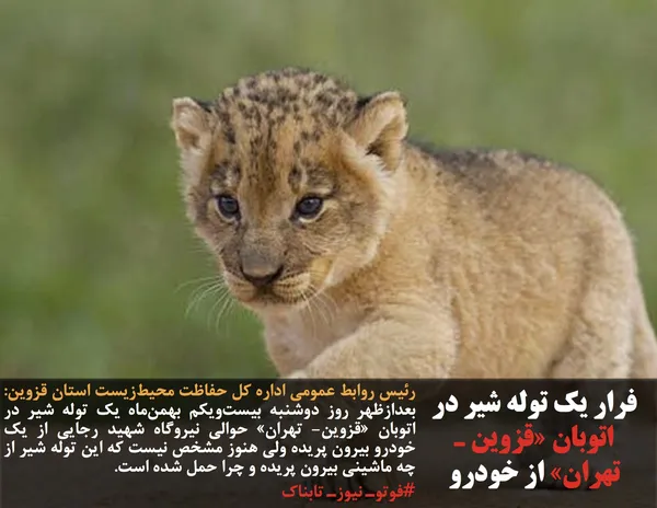 رئیس روابط عمومی اداره کل حفاظت محیط&zwnj;زیست استان قزوین: بعدازظهر روز دوشنبه بیست&zwnj;ویکم بهمن&zwnj;ماه یک توله شیر در اتوبان &laquo;قزوین- تهران&raquo; حوالی نیروگاه شهید رجایی از یک خودرو بیرون پریده ولی هنوز مشخص نیست که این توله شیر از چه ماشینی بیرون پریده و چرا حمل شده است. 