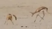 اشتباه مهلک غزال در برابر شغال؛ مبارزه به جای فرار!