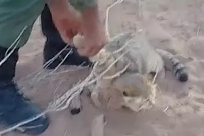 نجات گربه شنی از تله زنده‌گیری در زیرکوه