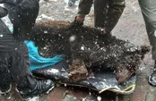 کشته شدن یک خرس در البرز براثر اصابت گلوله