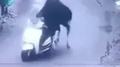 لحظه سرقت موتور توسط گاو!