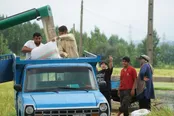 عکس: آغاز برداشت طلای سفید مازندران در آمل