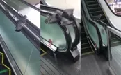 حرکت جالب یک کبوتر باعث شهرتش شد