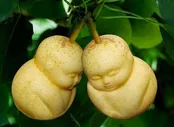 روش تولید میوه‌های شکل‌دار در ژاپن