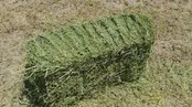 اصطلاح «علاف» و «الکی» از کجا آمده است؟!