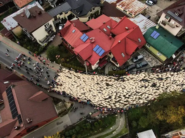 چوپانان با آمدن پاییز، گوسفندان خود را از کوه&zwnj;ها پایین می&zwnj;آورند و همراه با آن&zwnj;ها در جشن پایان فصل چرا در خیابان&zwnj;های روستا شرکت می&zwnj;کنند. / مکان: روستای &laquo;شچونیکا&raquo; در لهستان
