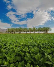 عکس زیبا: مزرعه‌ای جالب در تنگستان بوشهر