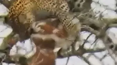 لحظات شکار عقاب توسط پلنگ
