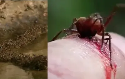 لحظات حمله مرگبار مورچه‌ها به مار بزرگ