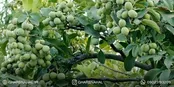 خرید بهترین نهال گردو میلیاردی، سرمایه‌گذاری در باغ شما