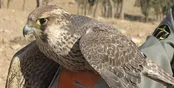 کشف محموله میلیاردی پرندگان شکاری