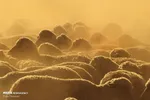 تابناک