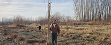 توزیع نهال صنوبر اصل به مناسبت روز درختکاری توسط شرکت نارون کشت