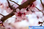 عکس: شکوفه‌های بهاری در شهر ایوانکی