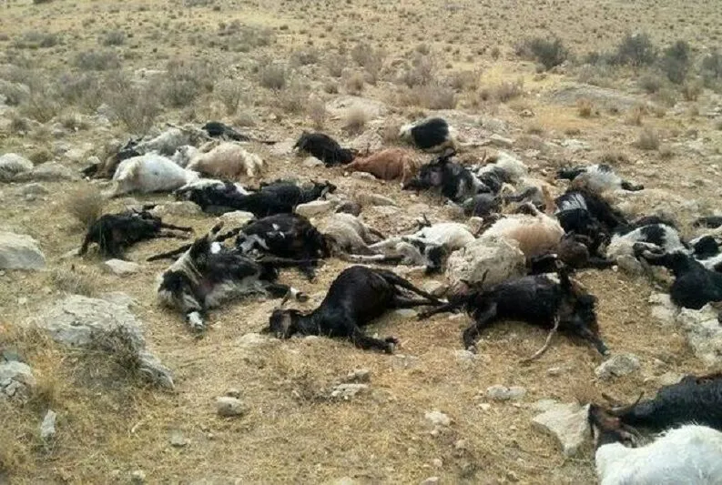 سیل صدها دام عشایر دزفول را با خود برد