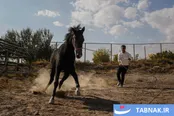 عکس: اسب ترکمن