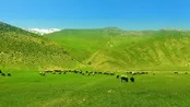 دشت زیبای دریوک روستای نمار