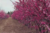 شکوفه‌های سیب روستای درود زن استان فارس