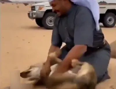 رابطه عجیب یک گرگ با مرد عرب!