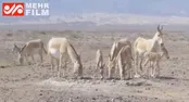 چهارمین گورخر پارک ملی کویر در طبیعت زایمان کرد