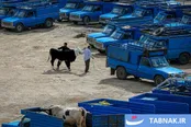 بازار دام صوفیان در آستانه عید قربان