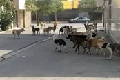 سنندج در شوک یک حادثه تلخ!