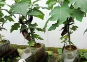 نحوه کاشت بادمجان در بطری در خانه