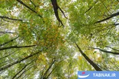 عکس: طبیعت پائیزی جنگل دالخانی