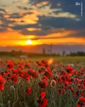 بهار زیبای مشگین‌شهر