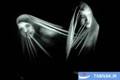 عکس: چشم‌اندازهای نو در قاب فوتو لندن