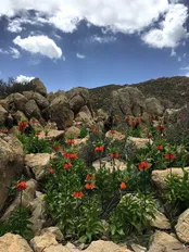 هوارگە بارام پاوە کوه شاهو