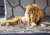 نره شیر باغ وحش مشهد تلف شد
