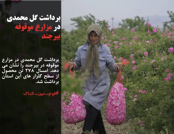برداشت گل محمدی در مزارع موقوفه در بیرجند را نشان می دهد. امسال 278 تن محصول از سطح گلزار های این استان برداشت شد.
