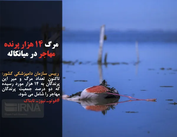  رییس سازمان دامپزشکی کشور: تاکنون تعداد مرگ و میر این پرندگان به ۱۴ هزار مورد رسیده که دو درصد جمعیت پرندگان مهاجر را شامل می شود.
