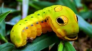 آیا حیوانات نیز می‌توانند فریبکار باشند؟