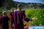 عکس:پلی از رنج به آرامش