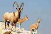 چهار شکارچی در کاشان دستگیر شدند